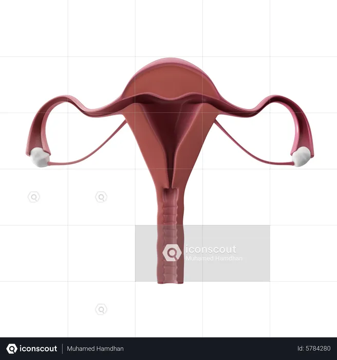 Female Reproductive System  3D Icon