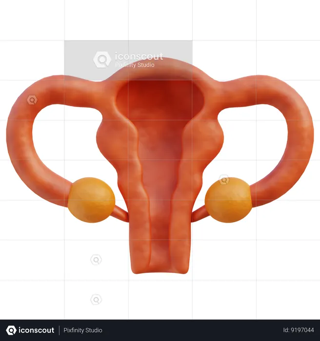 Female Uterus  3D Icon