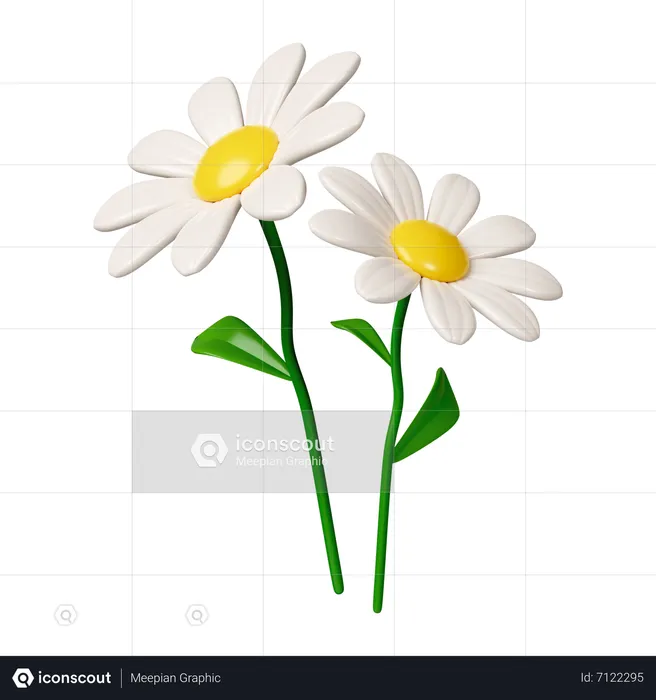 Flor de camomila  3D Icon