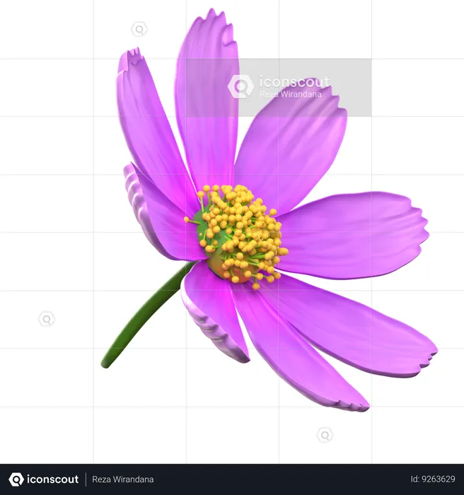 Flor violeta del cosmos  3D Icon