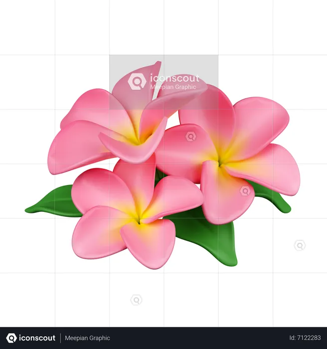 Frangipani Flowers  3D Icon