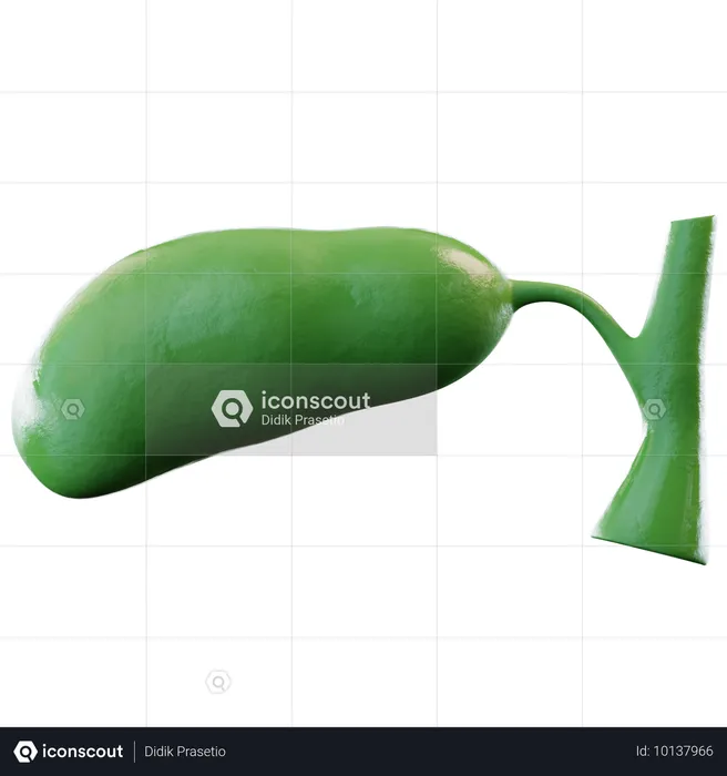 Gall Bladder  3D Icon