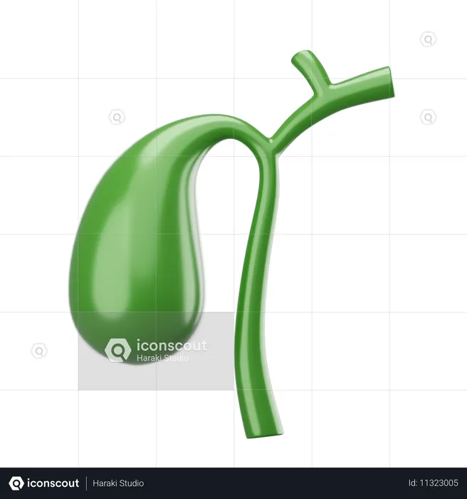 Gallbladder  3D Icon