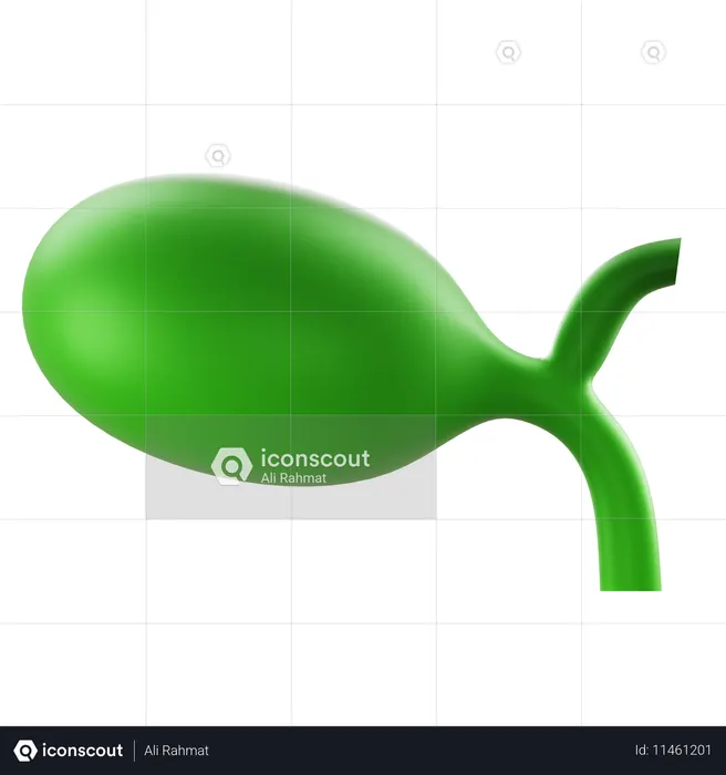 Gallbladder  3D Icon