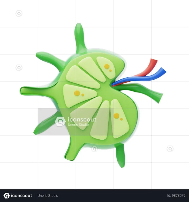 Ganglions lymphatiques  3D Icon