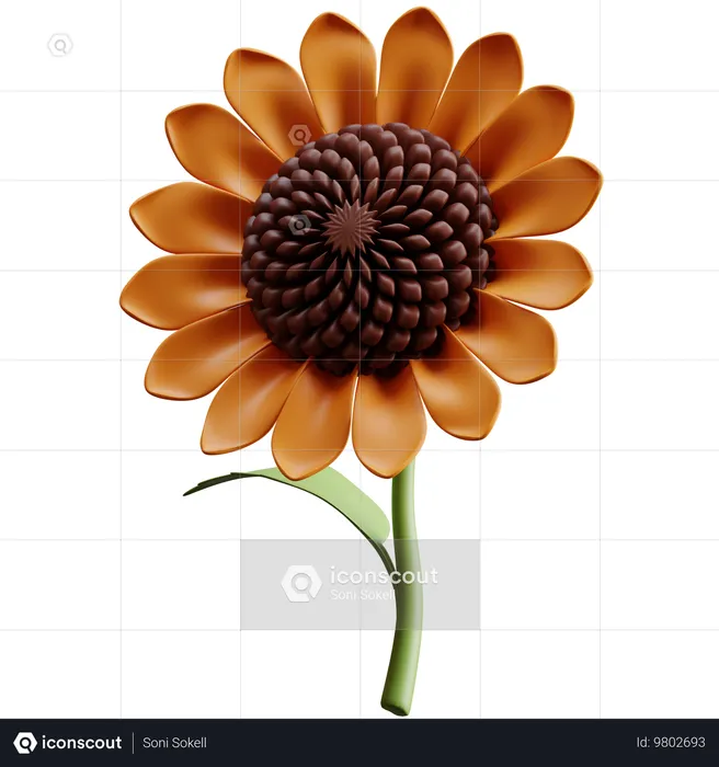 Girasole  3D Icon