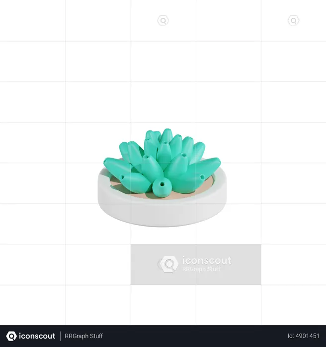 Planta de cacto haworthia  3D Icon