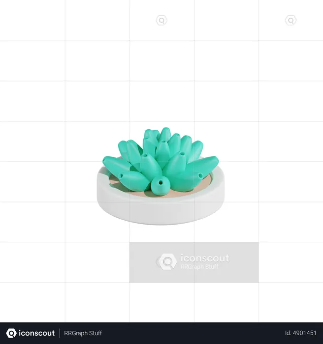 Haworthia Cactus Plant  3D Icon
