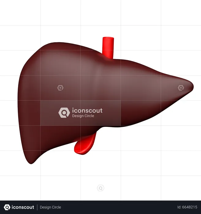 Hepatology  3D Icon