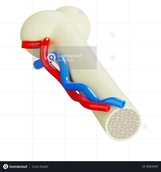 Huesos y vasos sanguineos  3D Icon