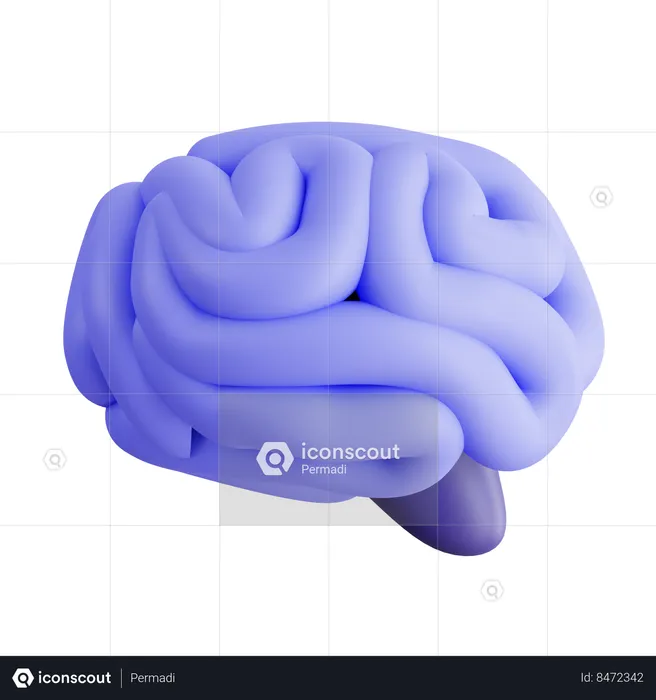 Human Brain  3D Icon