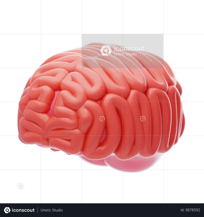 Human Brain  3D Icon