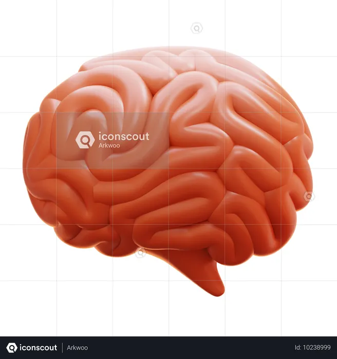 Human Brain  3D Icon