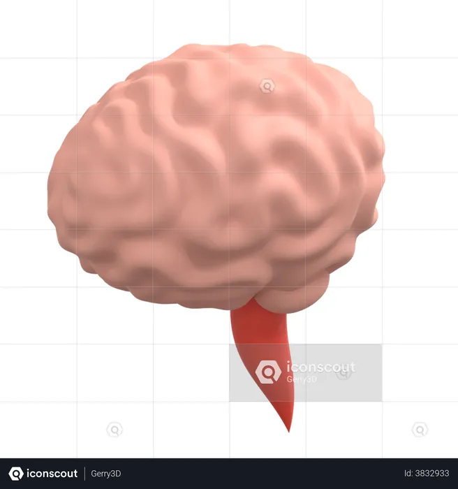 Human Brain  3D Illustration