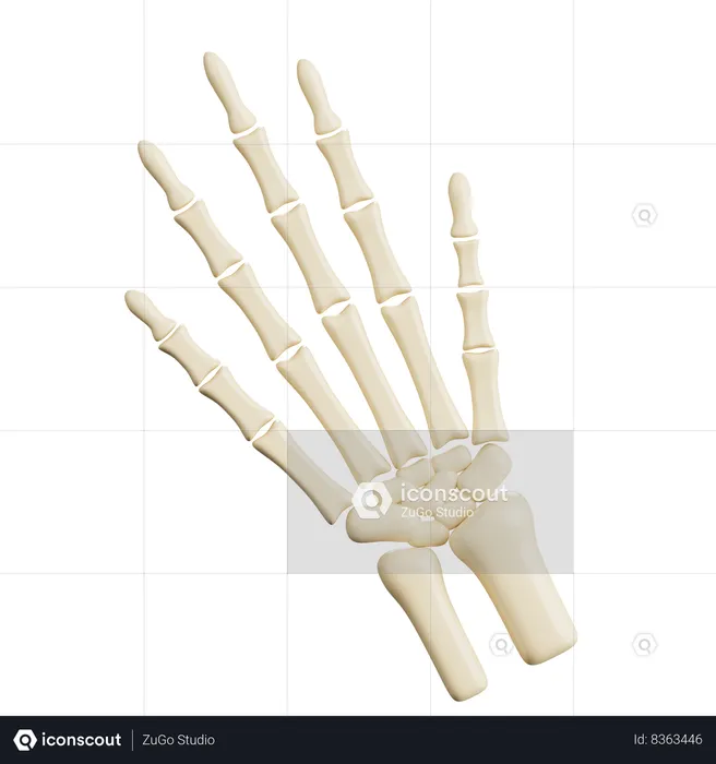 Human Hand Bones  3D Icon