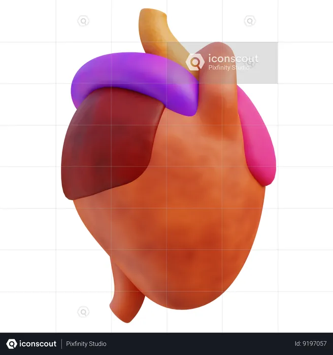 Human Heart  3D Icon