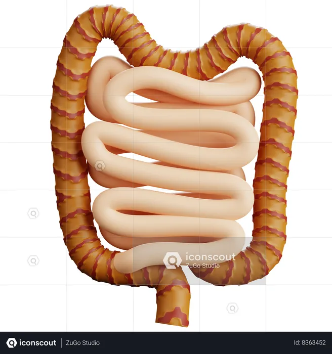 Human Intestines  3D Icon