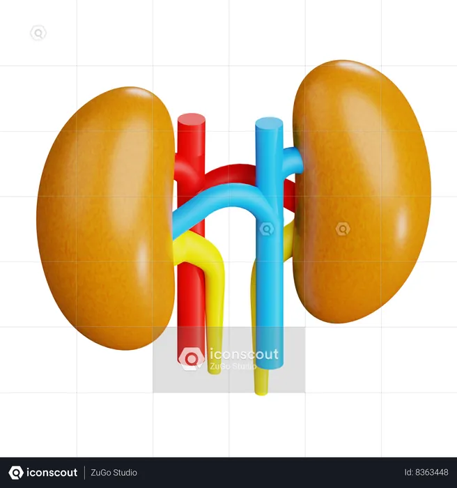 Human Kidneys  3D Icon