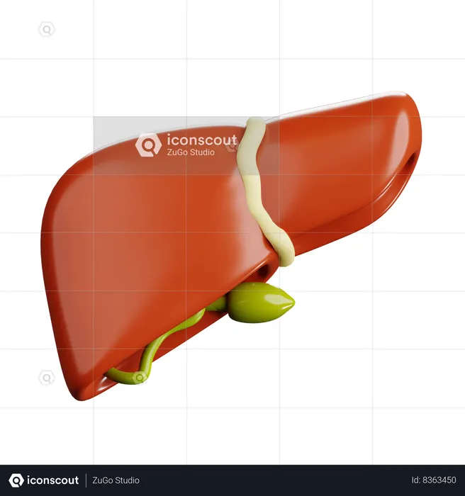 Human Liver  3D Icon