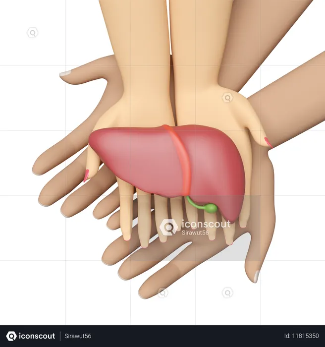 Human Liver  3D Icon