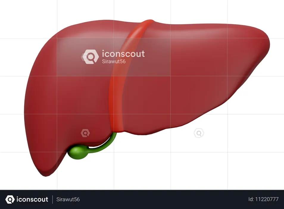 Human Liver  3D Icon