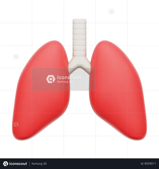 Human lung  3D Icon