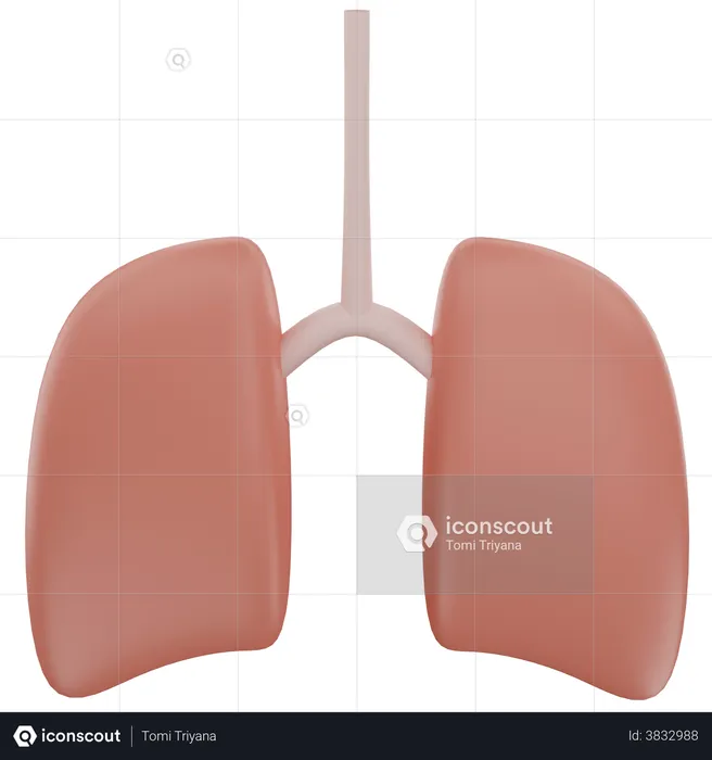 Human Lungs  3D Icon