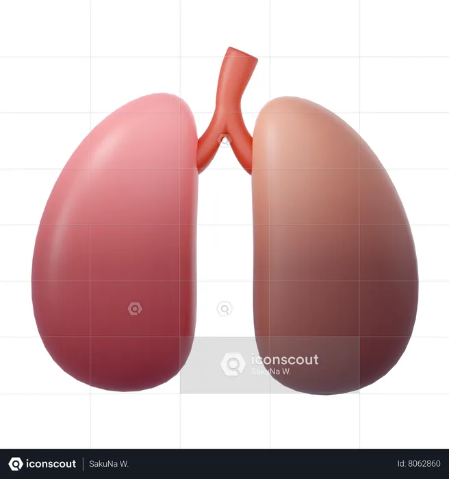 Human Lungs  3D Icon