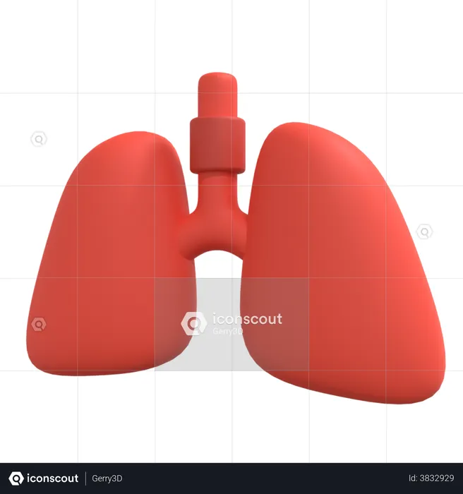 Human Lungs  3D Illustration