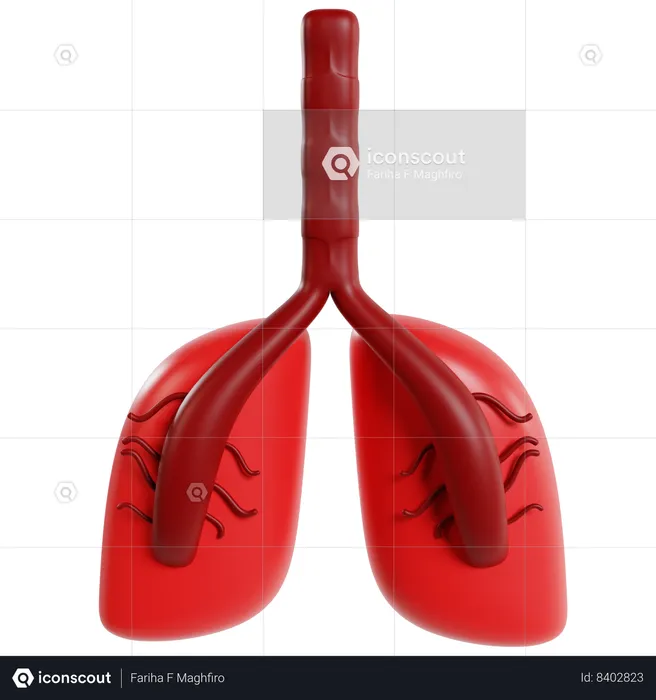 Human Lungs Model  3D Icon
