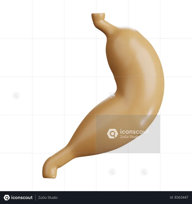 Human Stomatch  3D Icon