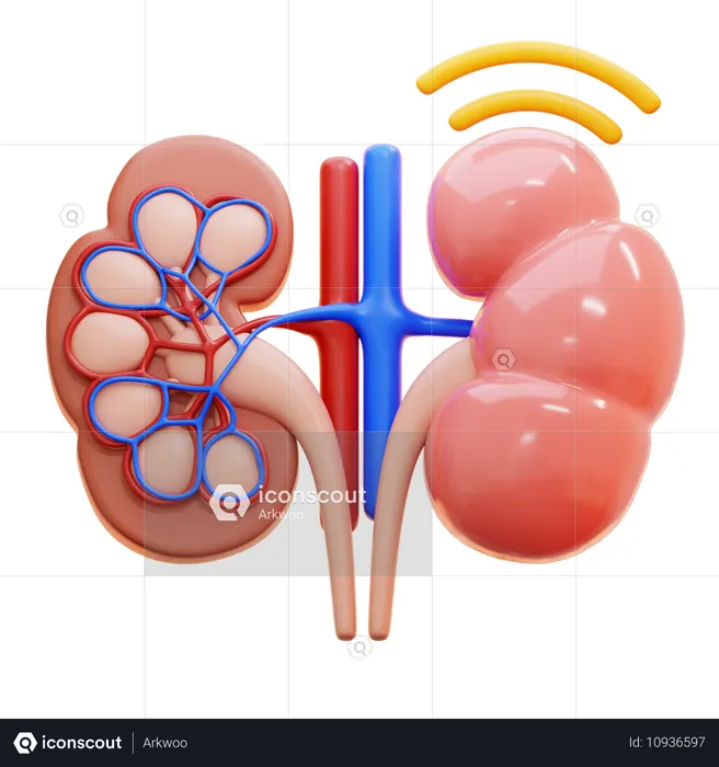 Infección renal  3D Icon