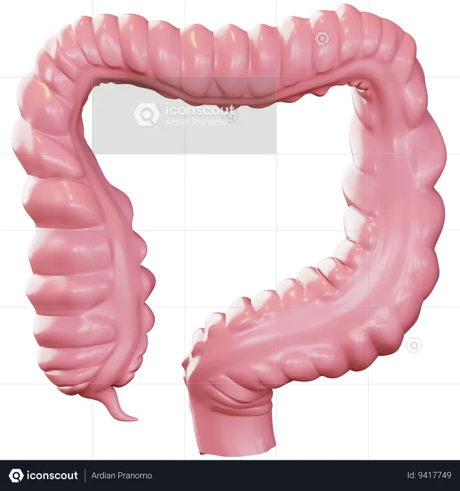 Intestine  3D Icon