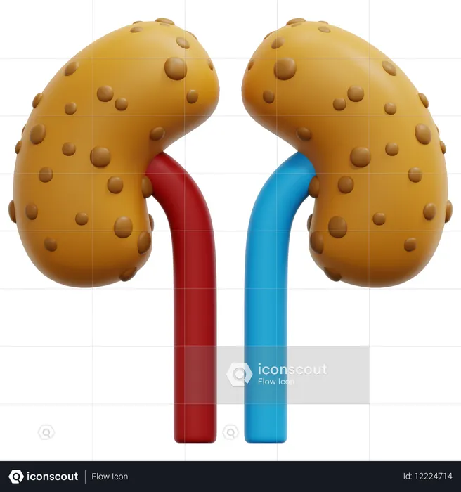 Kidney  3D Icon