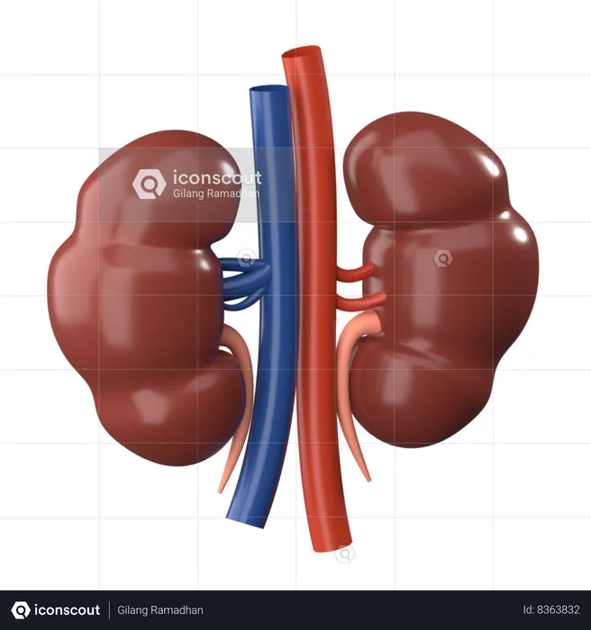 Kidney  3D Icon