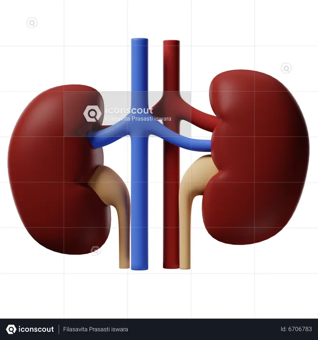 Kidney  3D Icon