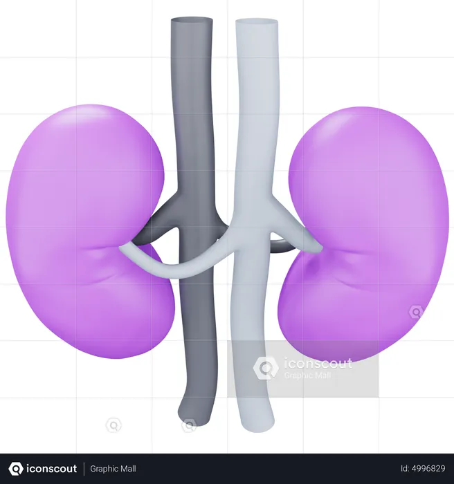 Kidney  3D Icon