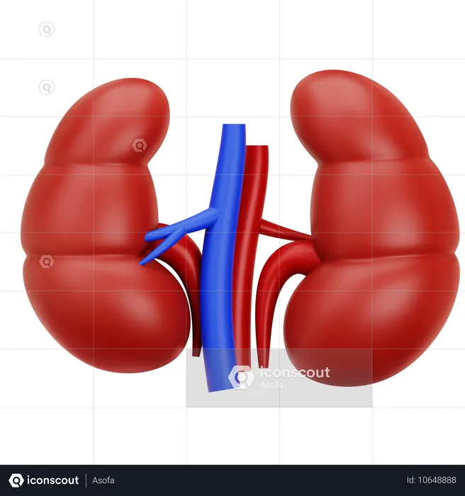 Kidney  3D Icon