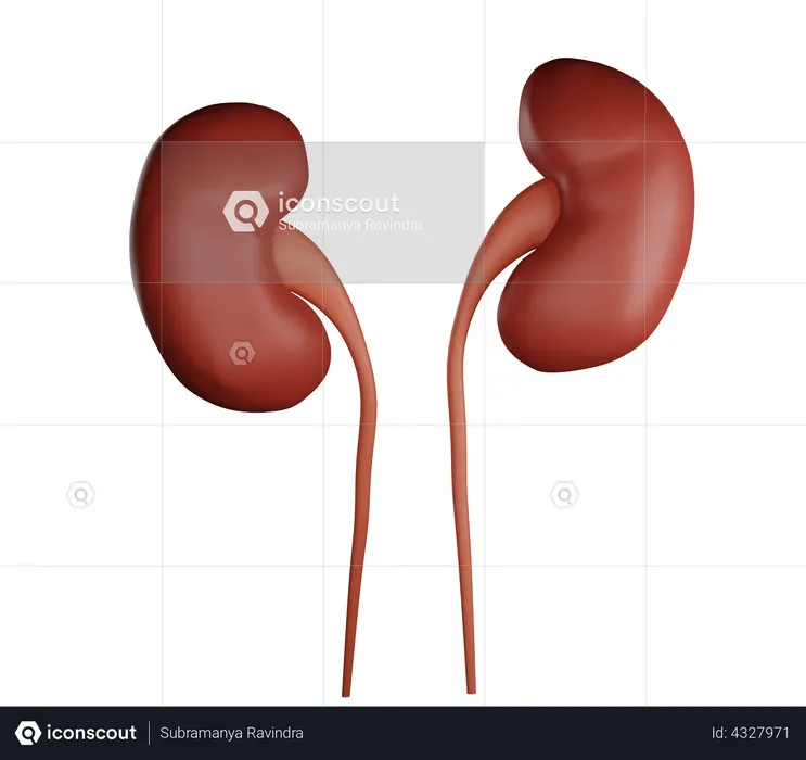 Kidney  3D Illustration