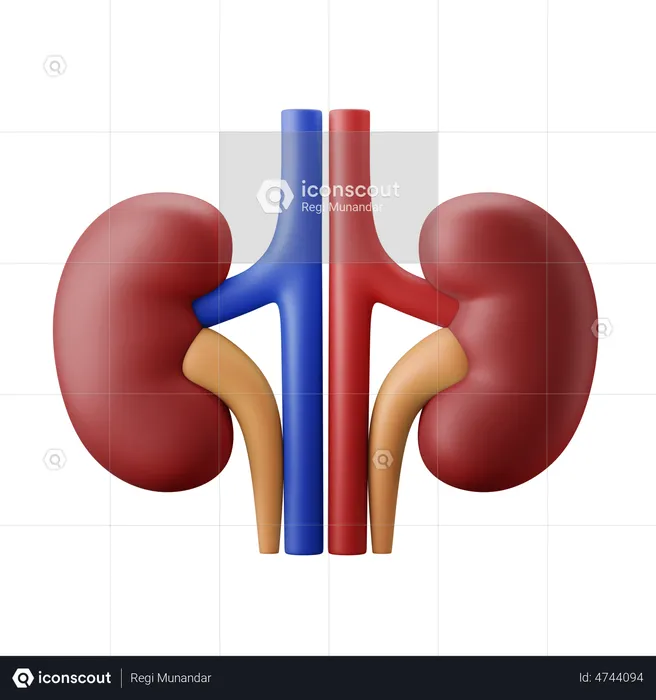 Kidney Bean  3D Illustration