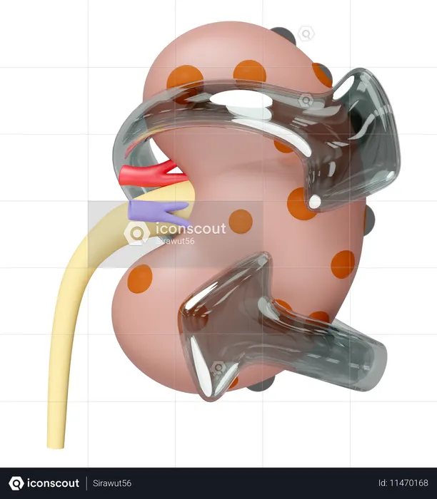 Kidney Disease Prevention  3D Icon