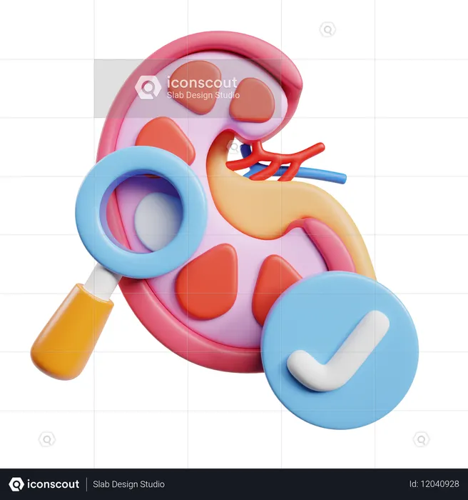 Kidney Function Test  3D Icon