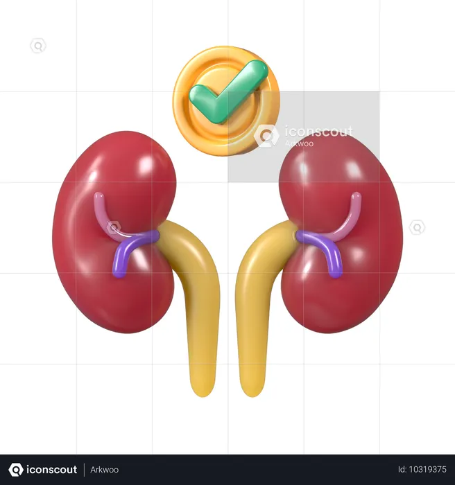 Kidney nephrons  3D Icon