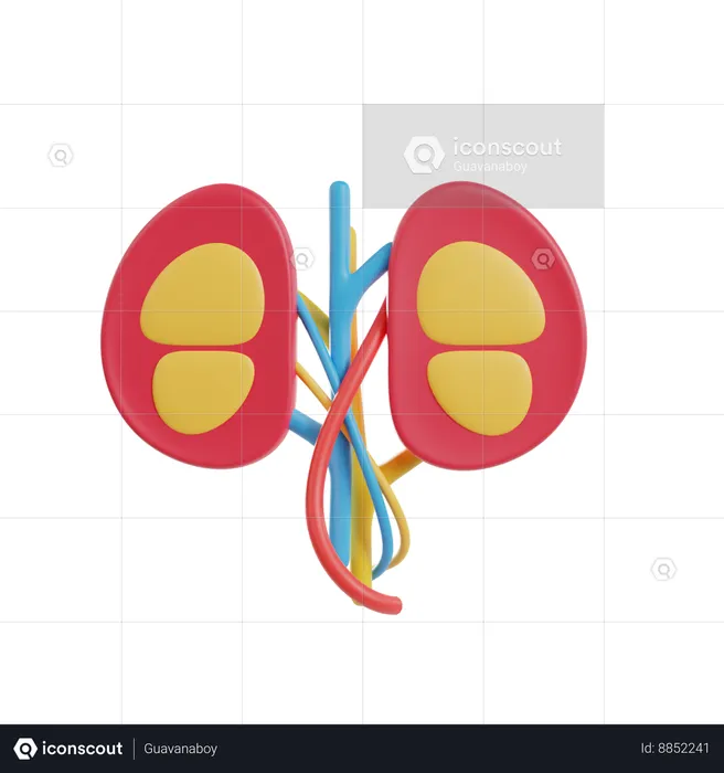 Kidneys  3D Icon