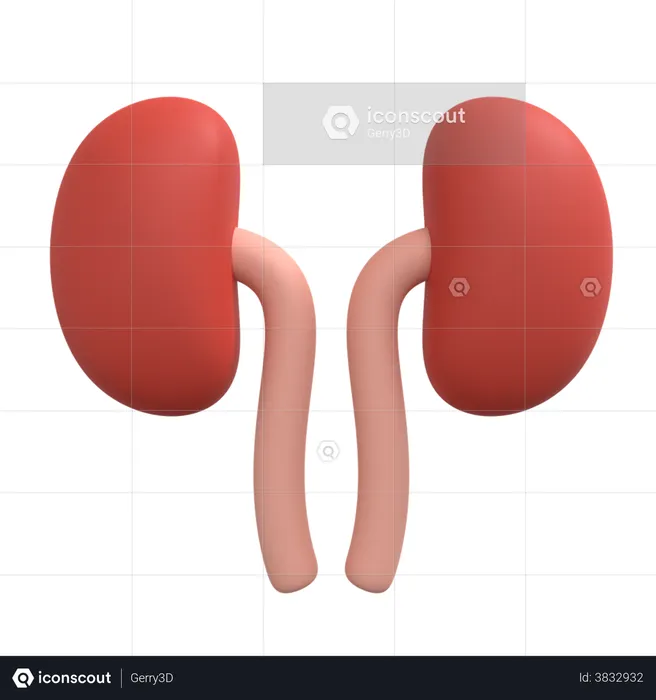 Kidneys  3D Illustration
