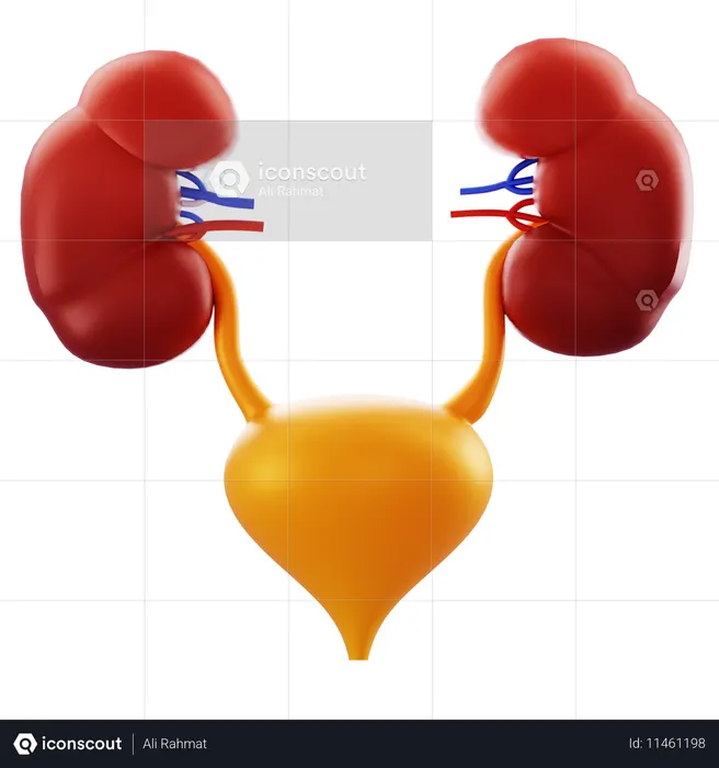Kidneys and Bladder  3D Icon