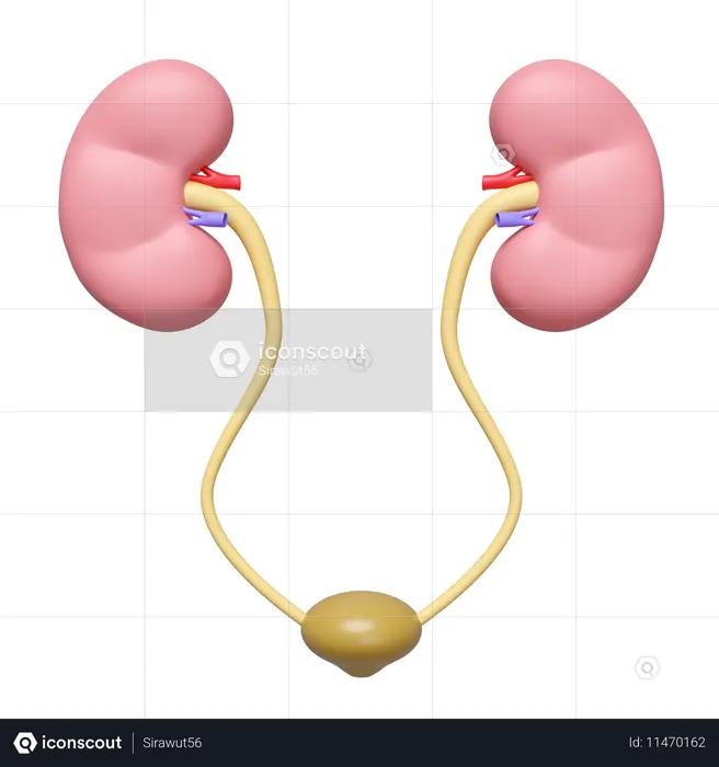 Kidneys With Bladder  3D Icon
