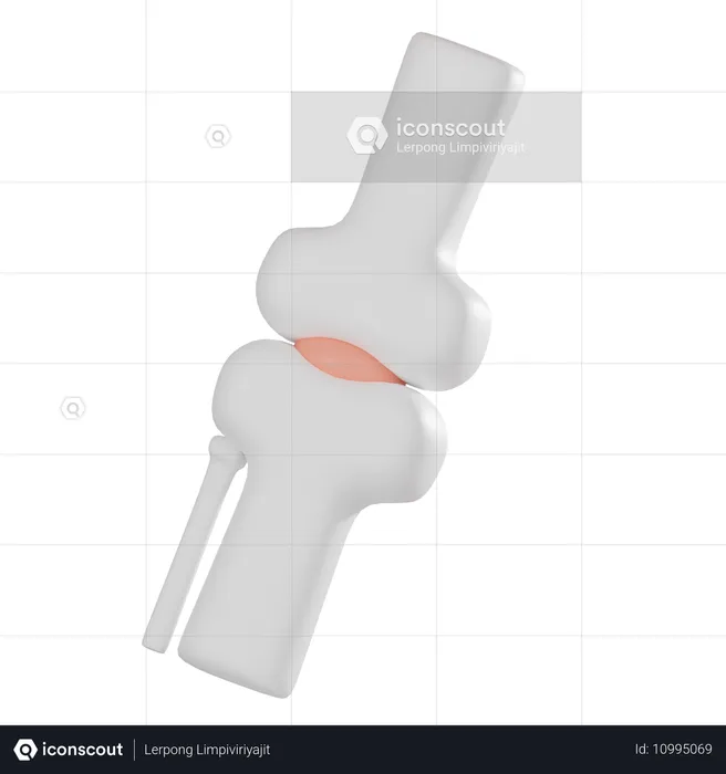 Knee Joint  3D Icon