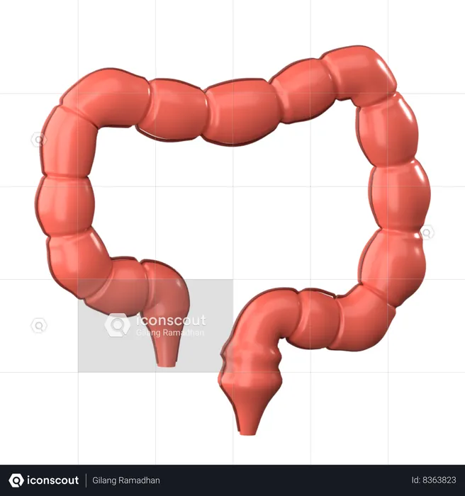 Large Intestine  3D Icon