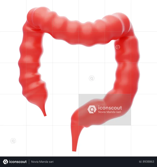 Large Intestine  3D Icon